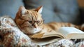A cute red-haired cat is lying on the couch with glasses and reading a book Royalty Free Stock Photo