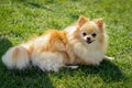 Cute red haired Chihuahua puppy dog lies on the green grass in the sun Royalty Free Stock Photo