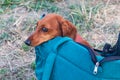 Cute red-haired dog peeks out of an opened blue bag that is standing on the grass. Royalty Free Stock Photo