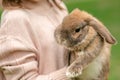 Cute red haired domestic rabbit. Fluffy animal in the arms