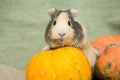 Guinea pig closeup Royalty Free Stock Photo