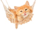 Cute red haired kitten in hammock