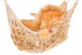 Cute red haired kitten sleeping in hammock