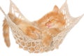 Cute red haired kitten sleeping in hammock Royalty Free Stock Photo