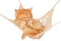 Cute red haired kitten sleeping in hammock Royalty Free Stock Photo
