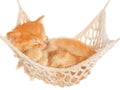 Cute red haired kitten sleeping in hammock Royalty Free Stock Photo