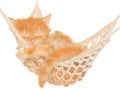 Cute red haired kitten sleeping in hammock