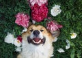 puppy of the corgi dog lies on a natural green meadow surrounded by lush grass and flowers of pink fragrant Royalty Free Stock Photo