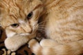 Cute red-headed tabby cat top view. Adorable serious pet. Striped red cat.