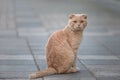 Red homeless cat sitting on the sidewalk.