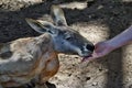 Cute red kangaroo while food feeding