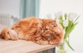 A cute red kat sits on the windowsill against a background of green plants and looks carefully