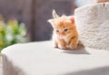 Cute red kitten Royalty Free Stock Photo