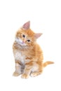 Cute red kitten Royalty Free Stock Photo