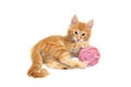 Cute red kitten Royalty Free Stock Photo