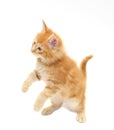 Cute red kitten Royalty Free Stock Photo