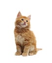 Cute red kitten Royalty Free Stock Photo