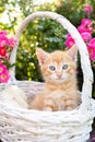 cute red kitten with big blue eyes sits in a wicker basket among pink roses, looks into the frame Royalty Free Stock Photo
