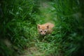 Cute red kitten hiding in the green grass of a summer field Royalty Free Stock Photo