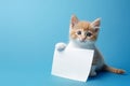 a cute red kitten holds in its paws a white sheet of paper with a place for text,on a plain blue background,a mockup for an