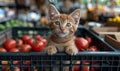 Cute red kitten is looking at the camera while sitting in shopping basket at the market Royalty Free Stock Photo