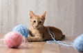 Cute red kitten playing Royalty Free Stock Photo