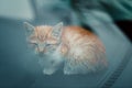 Cute red kitten sitting in car behind glass. Royalty Free Stock Photo