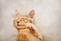 Cute, red kitten is sleeping on his back and smiling, paws up. Concept of sleep and good morning.