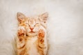 Cute, red kitten is sleeping on his back and smiling, paws up. Concept of sleep and good morning.