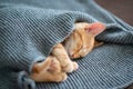 Cute red kitten sleeps on the back on sofa covered with a gray knitted blanket. Adorable little pet