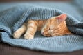 Cute red kitten sleeps on the back on sofa covered with a gray knitted blanket. Adorable little pet