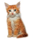 Cute red kitten Royalty Free Stock Photo