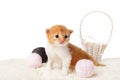 Cute red kitten with yarn woolen balls isolated Royalty Free Stock Photo