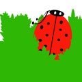 Cute Red Ladybug Royalty Free Stock Photo