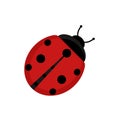 Cute red ladybug beetle insect in flat style on isolated on white background. Vector illustration Royalty Free Stock Photo