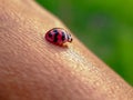 Cute red ladybug on the skin of the hand . animals,insect,macro photography Royalty Free Stock Photo