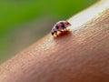 Cute red ladybug on the skin of the hand . animals,insect,macro photography Royalty Free Stock Photo