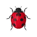 Cute Red Ladybug top view. Vector illustration isolated on white background Royalty Free Stock Photo