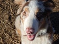 Cute Red Merle Aussie Royalty Free Stock Photo