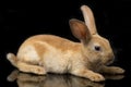 Cute red orange brown rex rabbit isolated on black Royalty Free Stock Photo