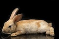 Cute red orange brown rex rabbit isolated on black Royalty Free Stock Photo