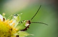 Cute red orange insect bug with huge antennae holding leaf and drinking from drop of water on yellow strawberry flower burgeon on Royalty Free Stock Photo