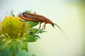 Cute red orange insect bug with huge antennae jumping from yellow strawberry flower burgeon Royalty Free Stock Photo