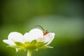 Cute red orange insect bug lying in strawberry flower looking at camera and moving his huge antennae in blurred green background Royalty Free Stock Photo