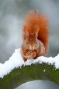 Cute red orange squirrel eats a nut in winter scene with snow Royalty Free Stock Photo