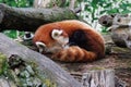 Cute red panda bear snoozing peacefully on a pile of wooden logs in a tranquil outdoor setting.