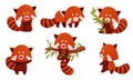 Cute Red Panda Character Doing Different Activities Vector Set Royalty Free Stock Photo