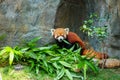 Cute red panda eating bamboo Royalty Free Stock Photo