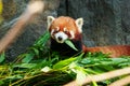 Cute red panda eating bamboo Royalty Free Stock Photo