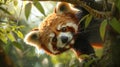 A cute red panda hanging upside down from a tree branch, with a playful and cheeky expression Royalty Free Stock Photo